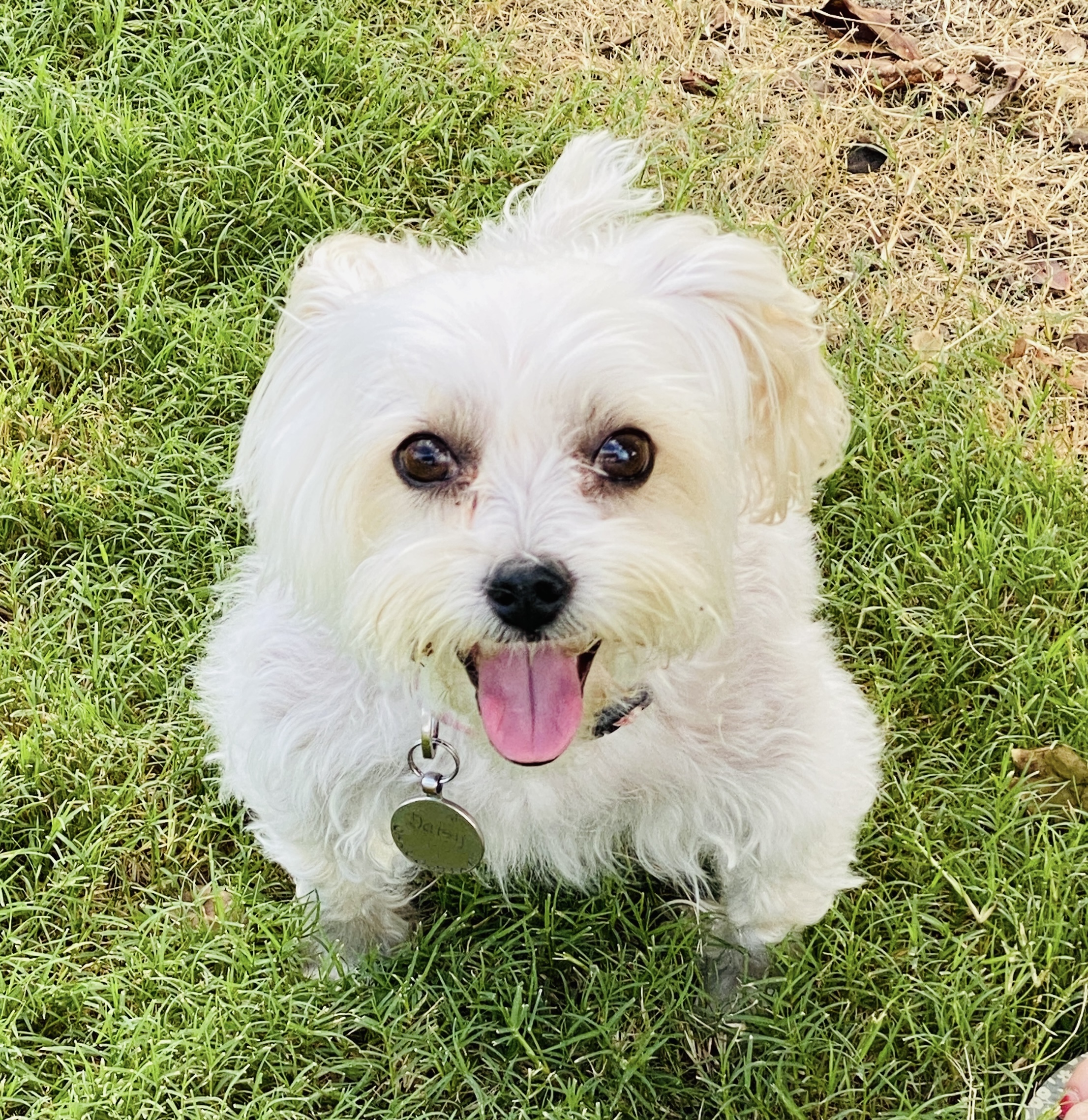Celebrating International Dog Day: Ways to Honour Your Furry Friend