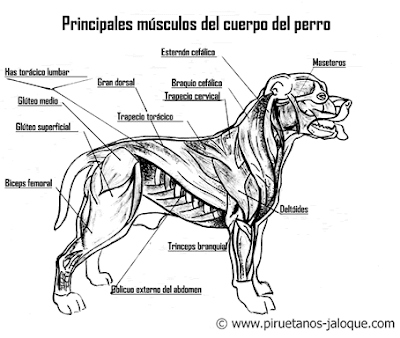 Músculos del Staffordshire Bull Terrier