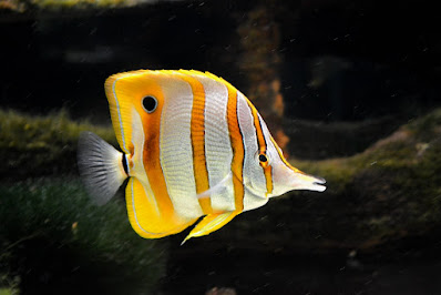 Copperband butterflyfish - Chelmon rostratus