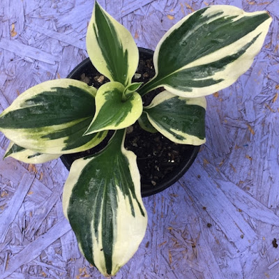 Patriot Hosta