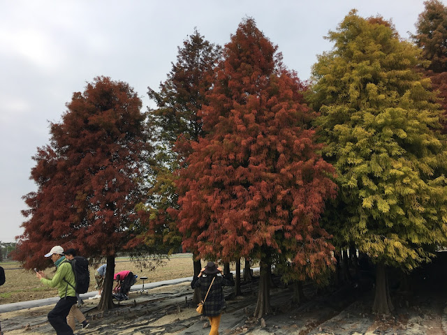 Liujia bald cypress, Tainan, Taiwan