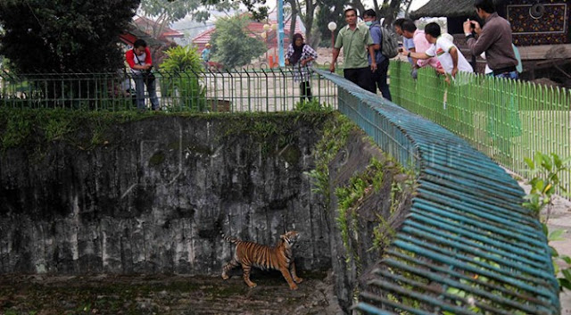Kandang Harimau Kebun Binatang Kinantan Bukittinggi