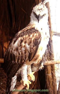 Cebu Zoo Philippine Hawk Eagle