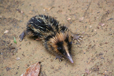 streaked tenrec