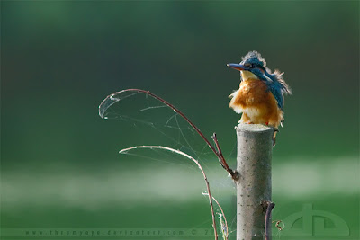 gambar burung