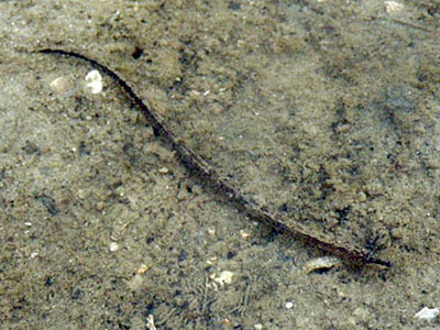 Pipefish