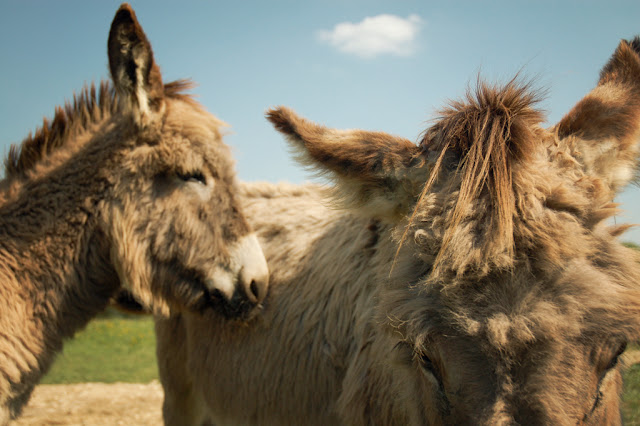 donkey tuft by Tarnie from flickr (CC-NC-ND)