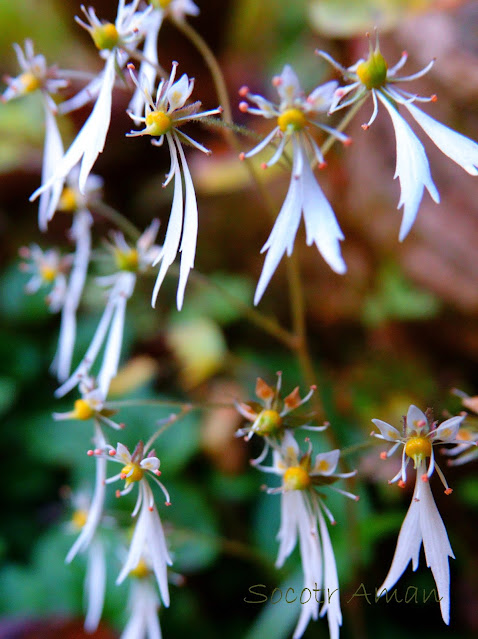 Saxifraga cortusaefolia