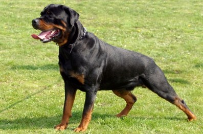 Rottweiler Photos