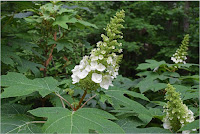 hortensien bluetezeit Eichenblatt-Hortensie 1