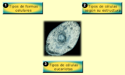 http://recursostic.educacion.es/secundaria/edad/1esobiologia/1quincena8/imagenes1/organizacion_celular.swf