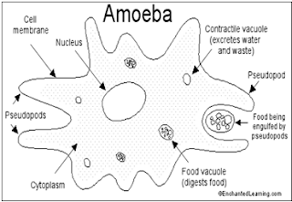 adalah protozoa berkaki semu