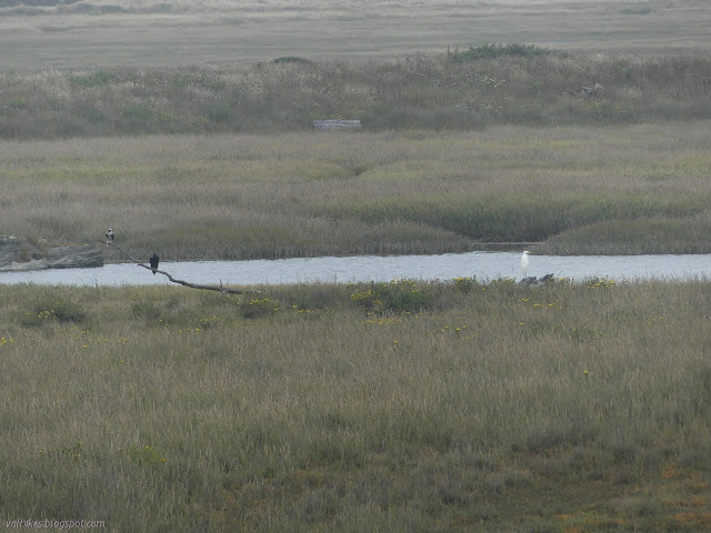 large birds, but far away