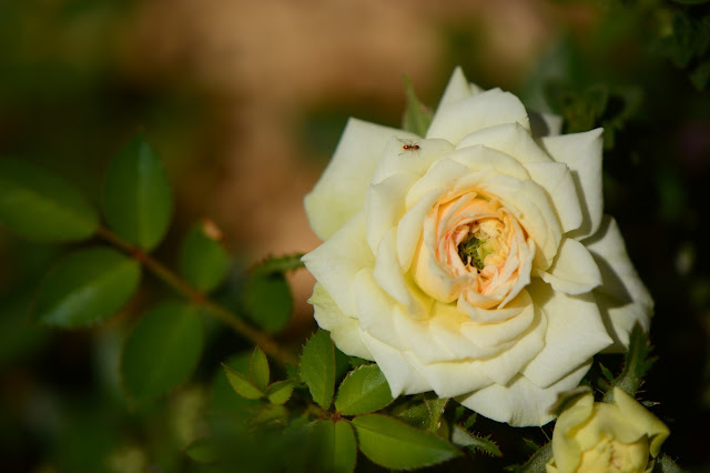 rose, small sunny garden, desert garden, miniature roses, amy myers, photography