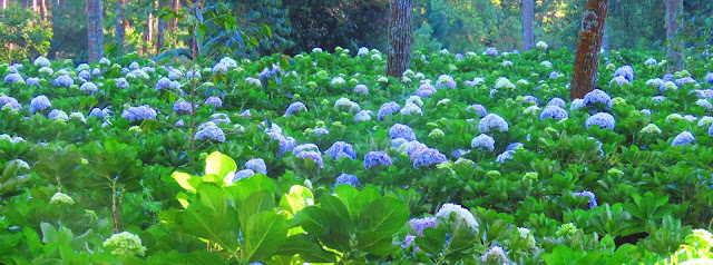 Taman bunga hydrangea adalah taman bunga Coban Talun. Gerumbul seperti bunga kol warna-warni, biru, merah, ungu, bermunculan dari balik semak-semak hijau