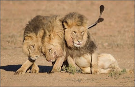 Three lion brothers hang out together