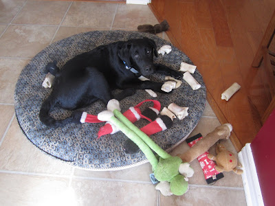 4 month old black lab puppy Romero is lying in the middle of an upside down round dog bed made of a blue and tan patterned fabric which is on the tiled kitchin floor. Surrounding him is WAY TOO MANY dog toys that were found while we were cleaning behind the couches in the family room. Romero is looking pathetically up at the camera as if he can't decide which toy to chew on. There are five nylabones between his legs, two normal, a wishbone, and two dinosaur. There are about 6 small natural bones lying on the dog bed and spilling onto the floor. There are also six or seven stuffed toys in various states of disrepair. Spoiled puppy!