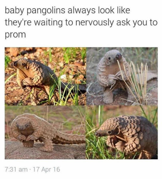 Baby pangolins always look like they're waiting to nervously ask you to prom.