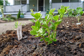 Ida Lingonberry, edible landscaping