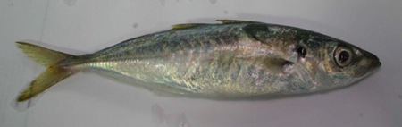 ikan