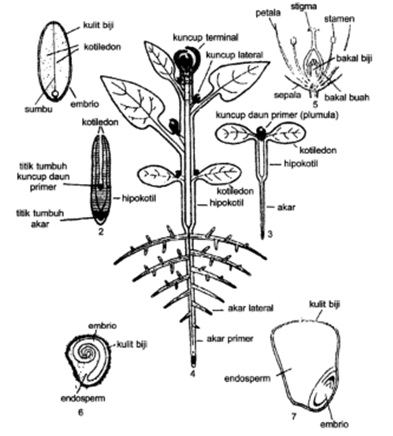 Bagian bagian organ tumbuhan lengkap ~ Muhammad Bahrul Ulum