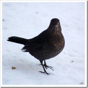 Amsel © H. Brune
