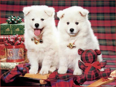 go to cute dog pictures, cute dogs twins