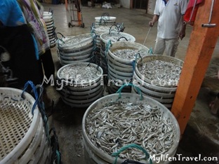 ikan Bilis di Tanjung Dawai 42