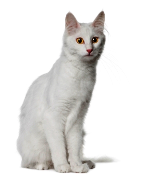 Colorpoint Shorthair Cat