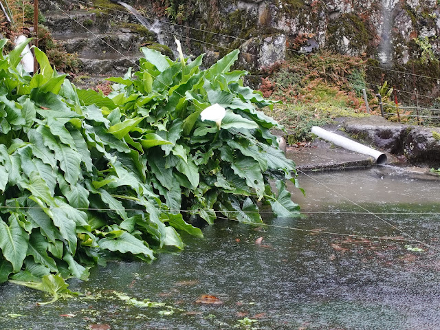 鳥取県米子市淀江町本宮 本宮の泉