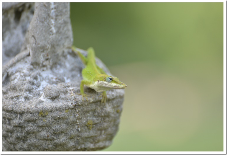 Ridge-flwrs-insects-18