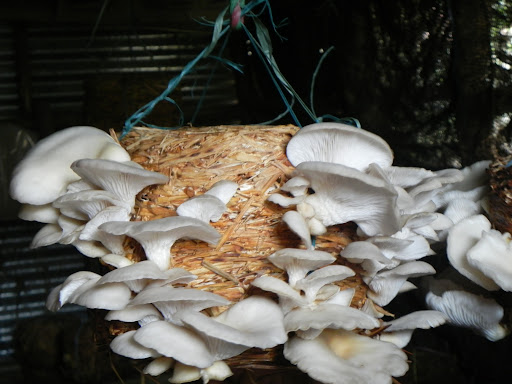 Mushroom training in Palampur | Mushroom cultivation training | Biobritte mushroom center