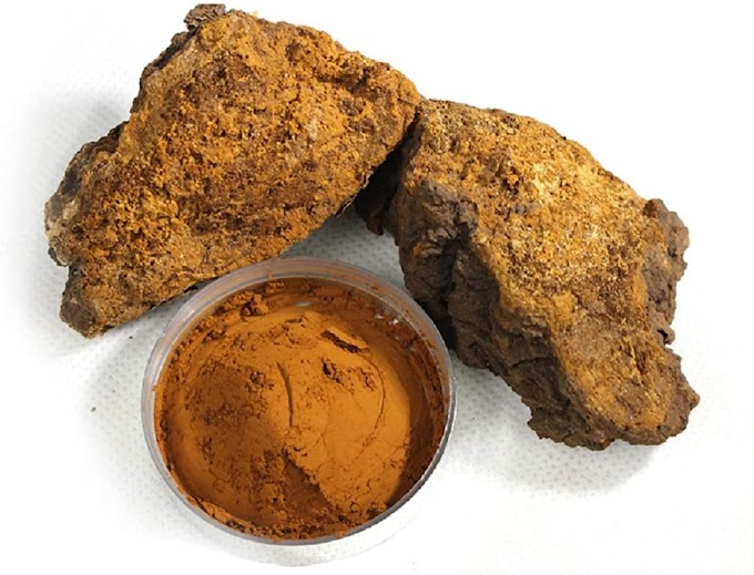 Pros and cons of chaga tea | Mushroom supplier | Biobritte mushroom shop