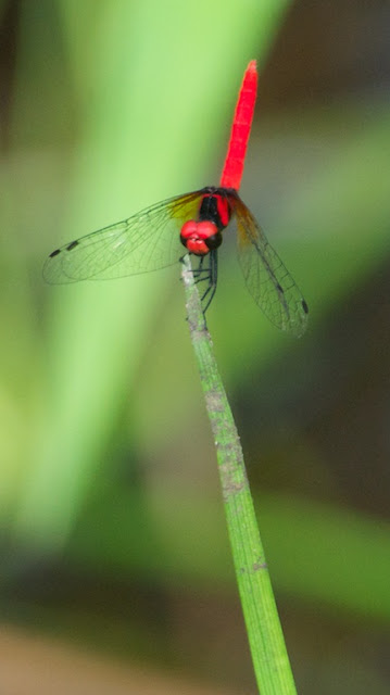 Nannophya pygmaea