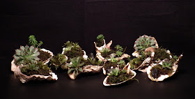 Accent plants in oyster shells