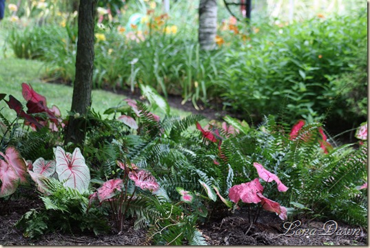 LF_Caladiums_Ferns