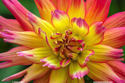 Dahlia Garden Flower Photography