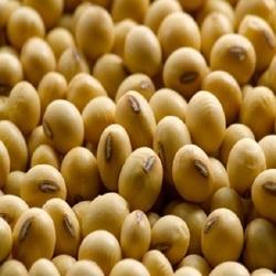 Oswal Soya Bean Seeds