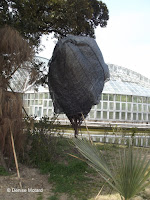 Tightly wrapped small tree, like a cocoon - Kyoto Botanical Gardens, Japan