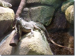 2004.08.25-037 iguane