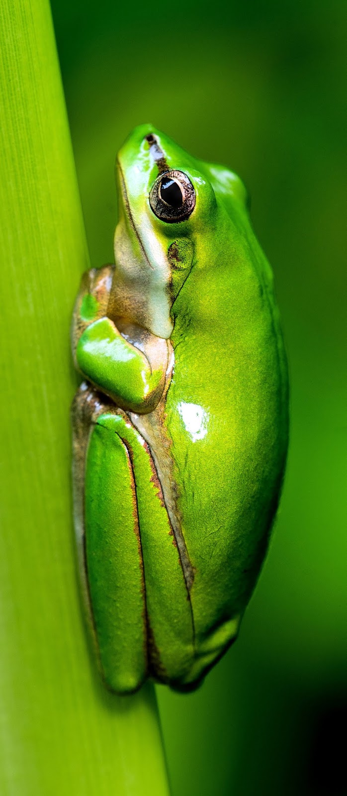 Northern dwarf tree frog.