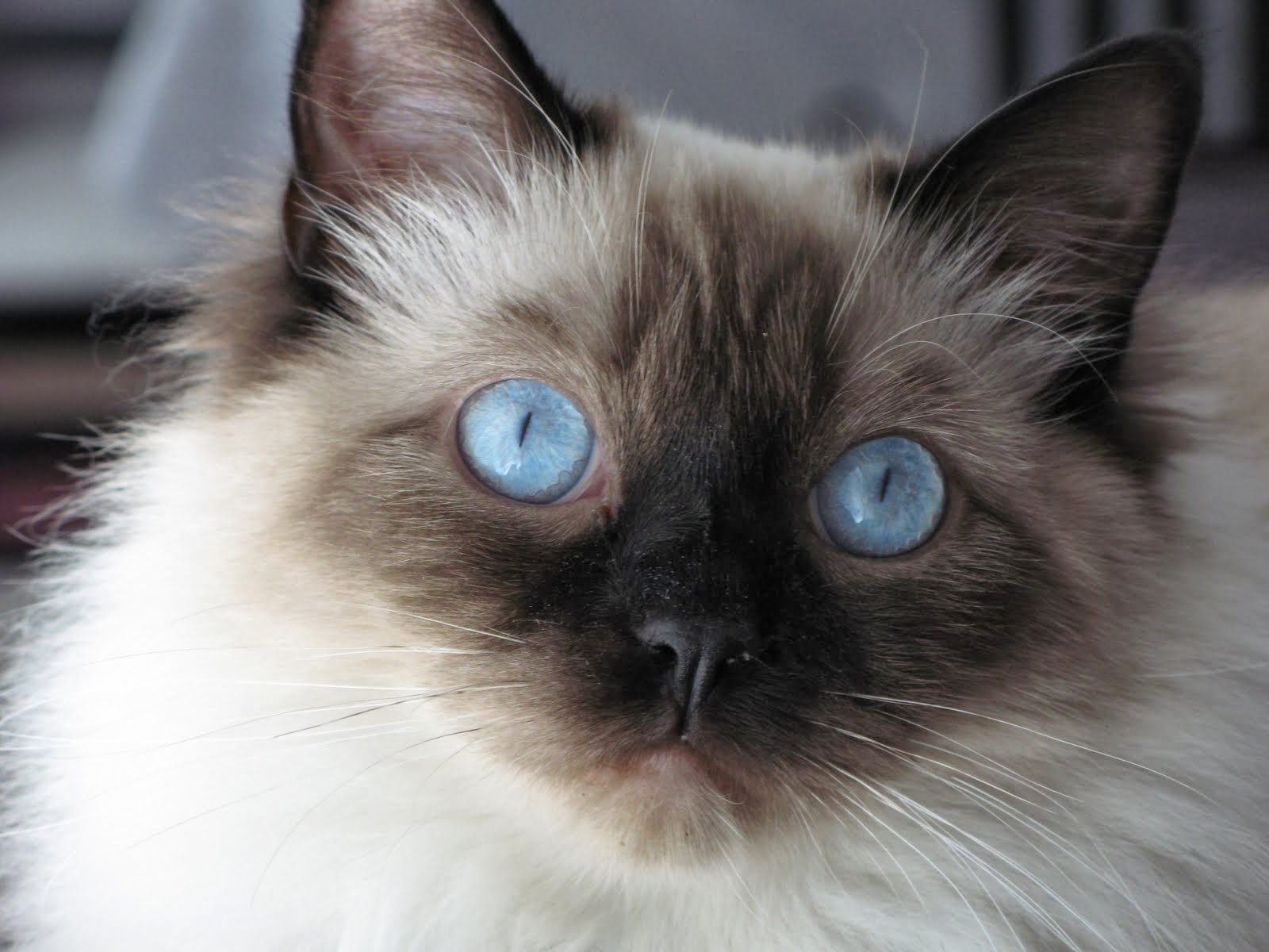 Color is dark brown cat, gray, white variations, blue, seal, lilac, etc