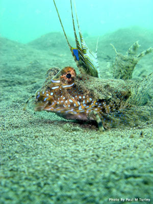 Dragonet, Mucky Pirates Bay, Pemuteran, North west Bali