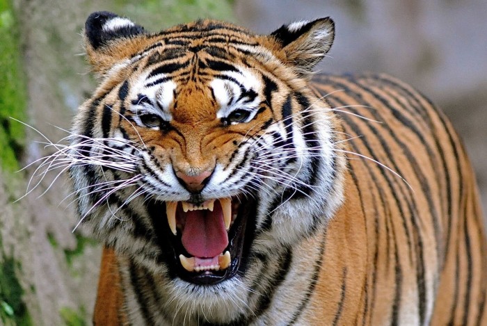 24+ Gambar Harimau, Info Spesial!