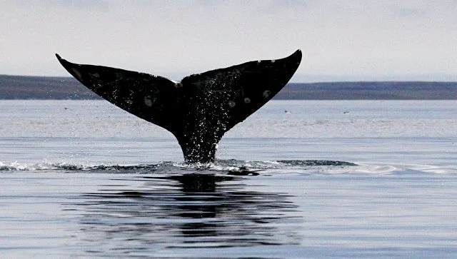 The latest meeting of gray whales was recorded in Chukotka