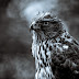 Eagle HD Desktop WallPaper