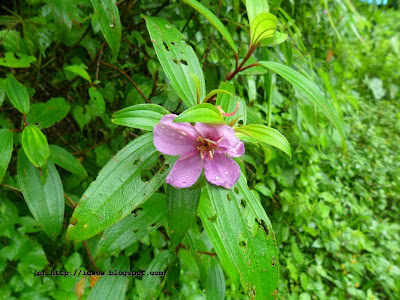 Malabar melastome - Melastoma Malabathricum