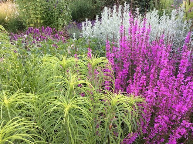 Combinatie van Helianthus salificifolius met Lythrum en Artemisia