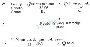 Diagram persilangan Drosophila, soal Biologi SMA UN 2019