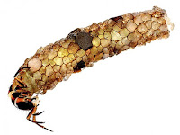 caddisfly